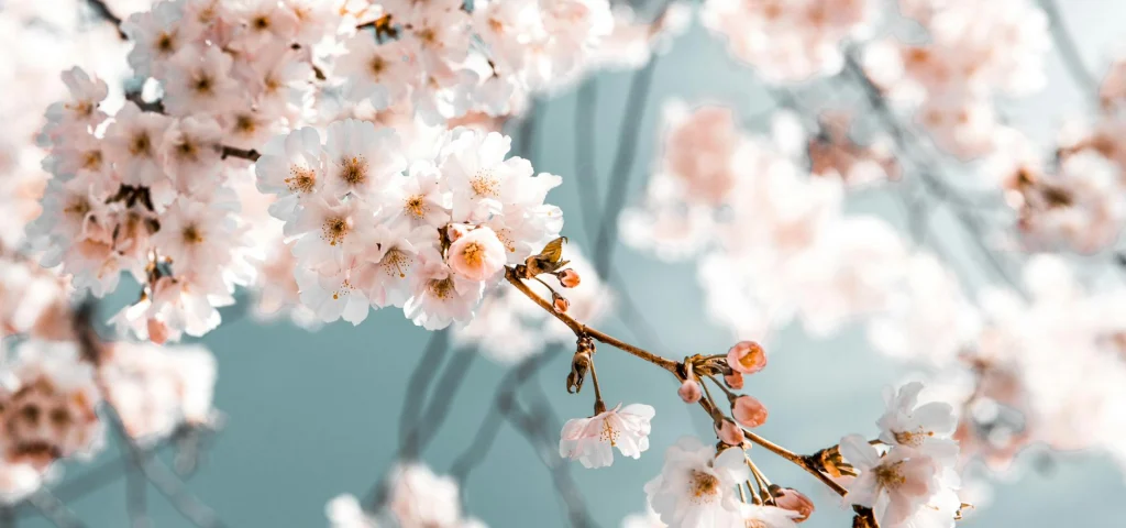 sample-banner-no-caption